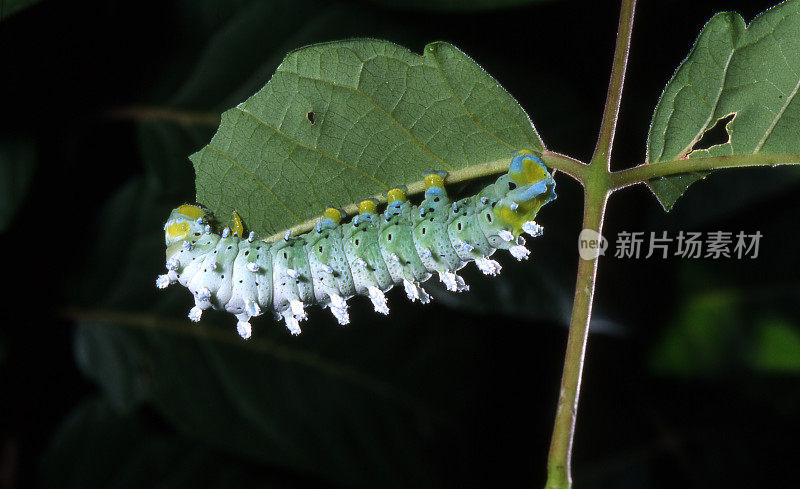 Eri Silkmoth (Samia cynthia)的《毛毛虫》